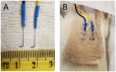 Seizures Caused by Exposure to Hyperbaric Oxygen in Rats Can Be Predicted by Early Changes in Electrodermal Activity